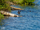 Moorhen – Kokoszka